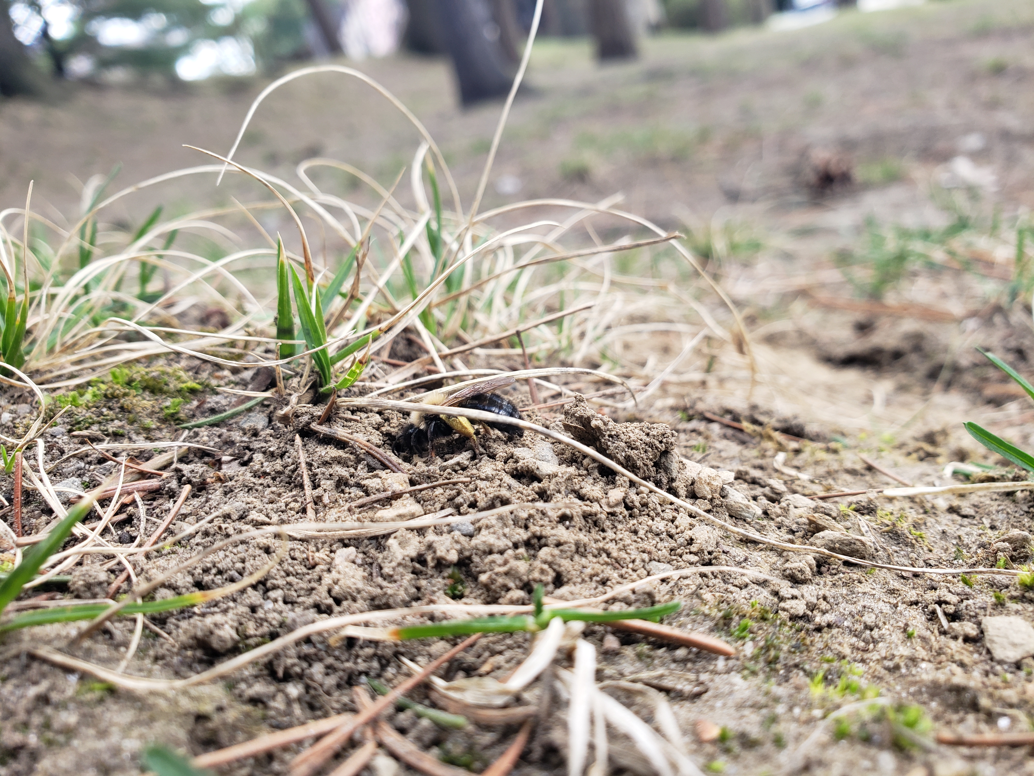 a bee beginning to dig its way into the ground behind a blade of grass