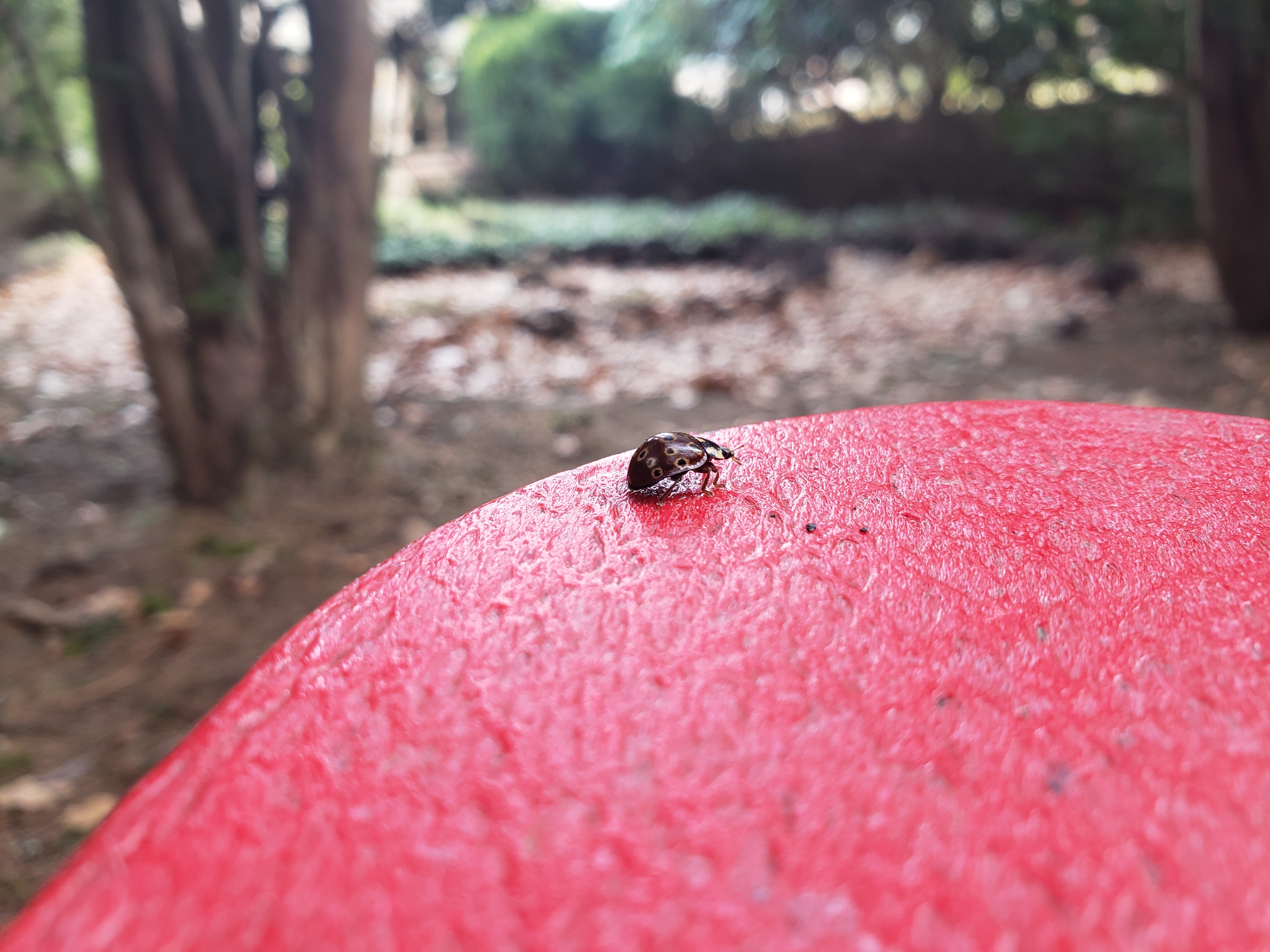 ladybug on the armrest of a chair