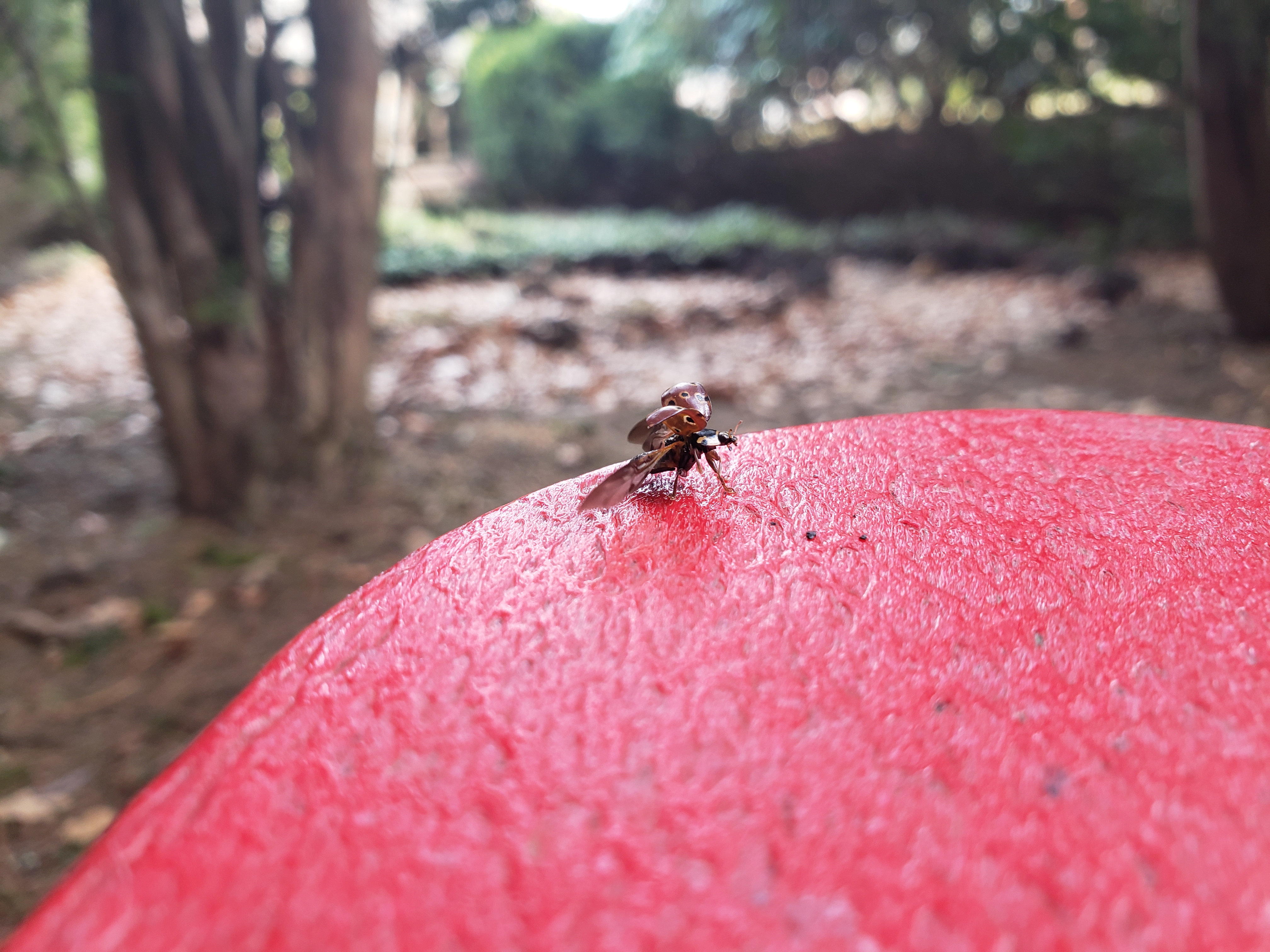 ladybug prepared for attack on the armrest of a chair